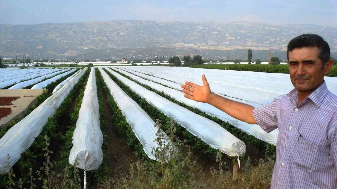 Sarıgöl Ovası beyaza bürünmeye hazırlanıyor