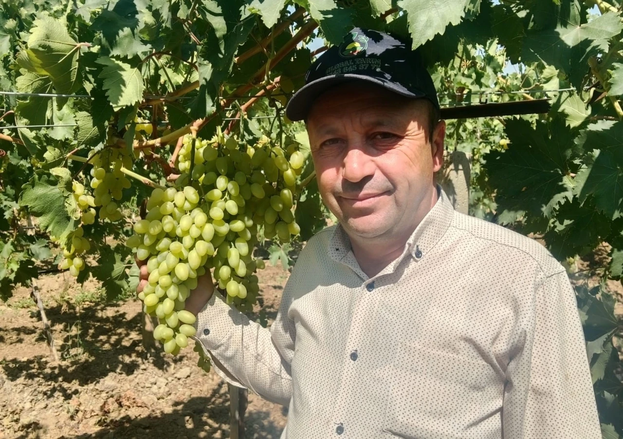 Sarıgöl Ovası’nda erkenci üzüm alımları başladı
