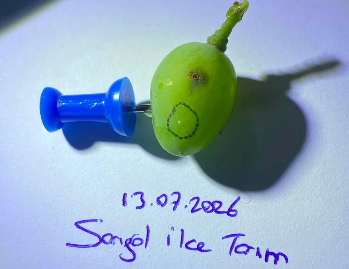 Sarıg&ouml;ll&uuml; &uuml;z&uuml;m &uuml;reticilerine kritik uyarı
