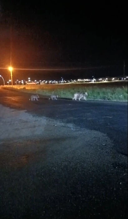 Sarıkamış’ta anne ayı ve yavrularının gece gezintisi kamerada
