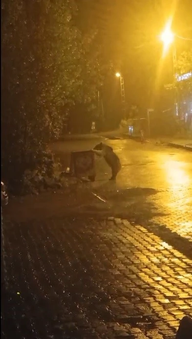 Sarıkamış’ta ayılar kış uykusunu unuttu
