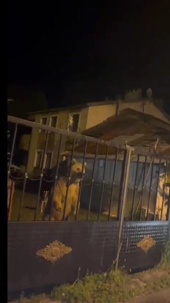 Sarıkamış&rsquo;ta bu kez roller değişti: Vatandaş dışarıda bekledi, ayılar bah&ccedil;ede misafir oldu
