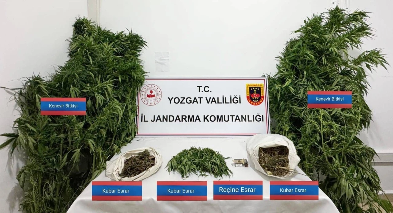Sarıkaya’da 25 kök kenevir ele geçirildi
