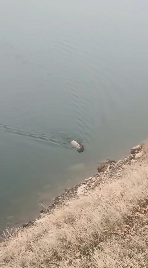 Sarp kayalıkların ustası baraj g&ouml;l&uuml;nde y&uuml;zerken g&ouml;r&uuml;ld&uuml;
