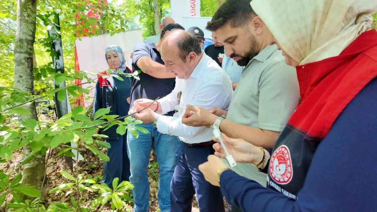 Savaş&ccedil;ı arılar kahverengi kokarcalar i&ccedil;in salındı
