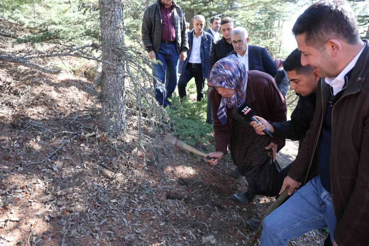 Sedir mantarının geleceği için uyarı: &quot;Her mantar toplanmaz&quot;
