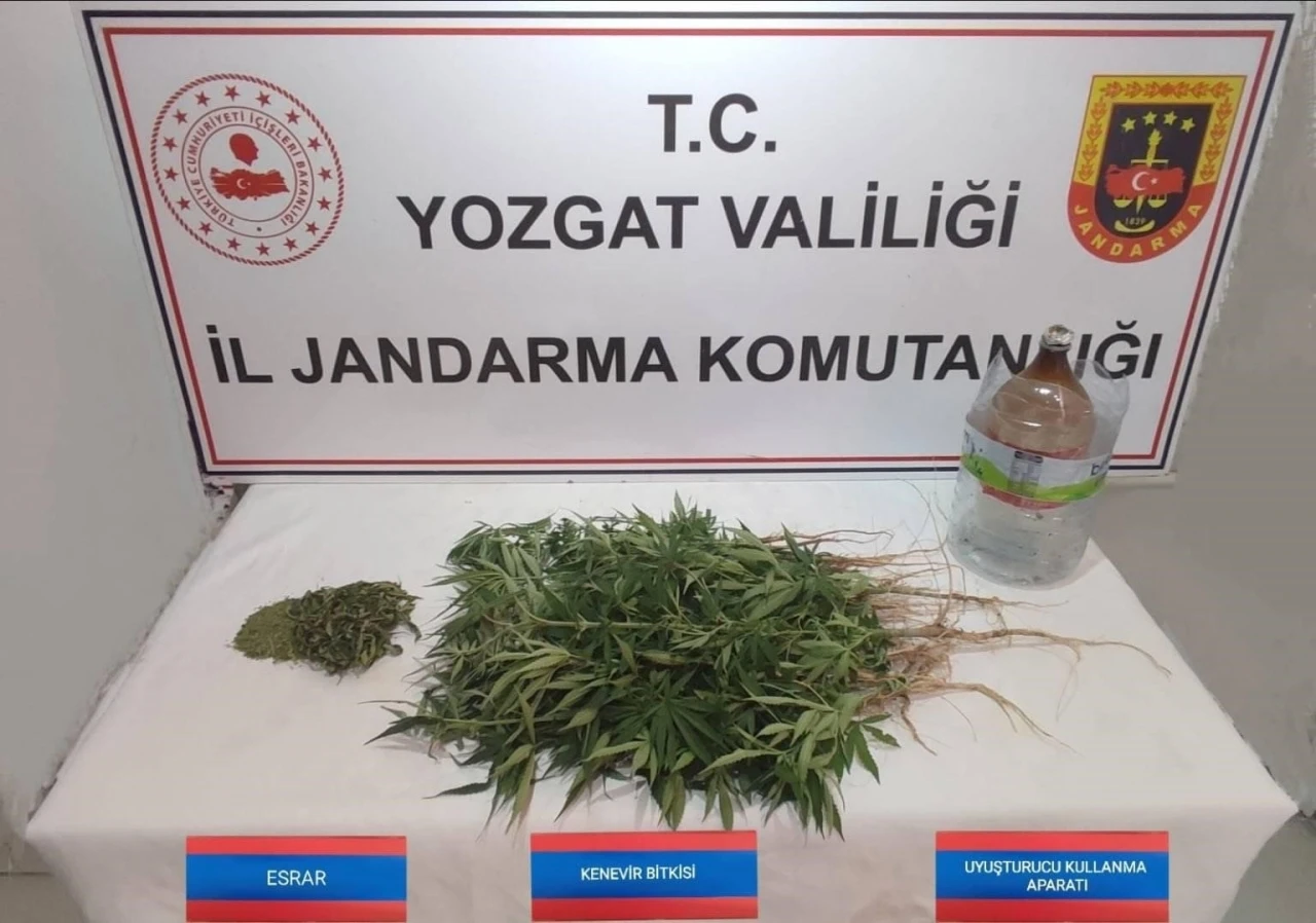 Şefaatli’de 40 kök kenevir ele geçirildi
