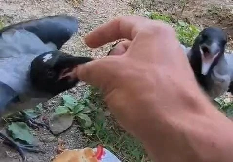 Şefkatle b&uuml;y&uuml;tt&uuml;ğ&uuml; kargalar onu kapıda karşılıyor
