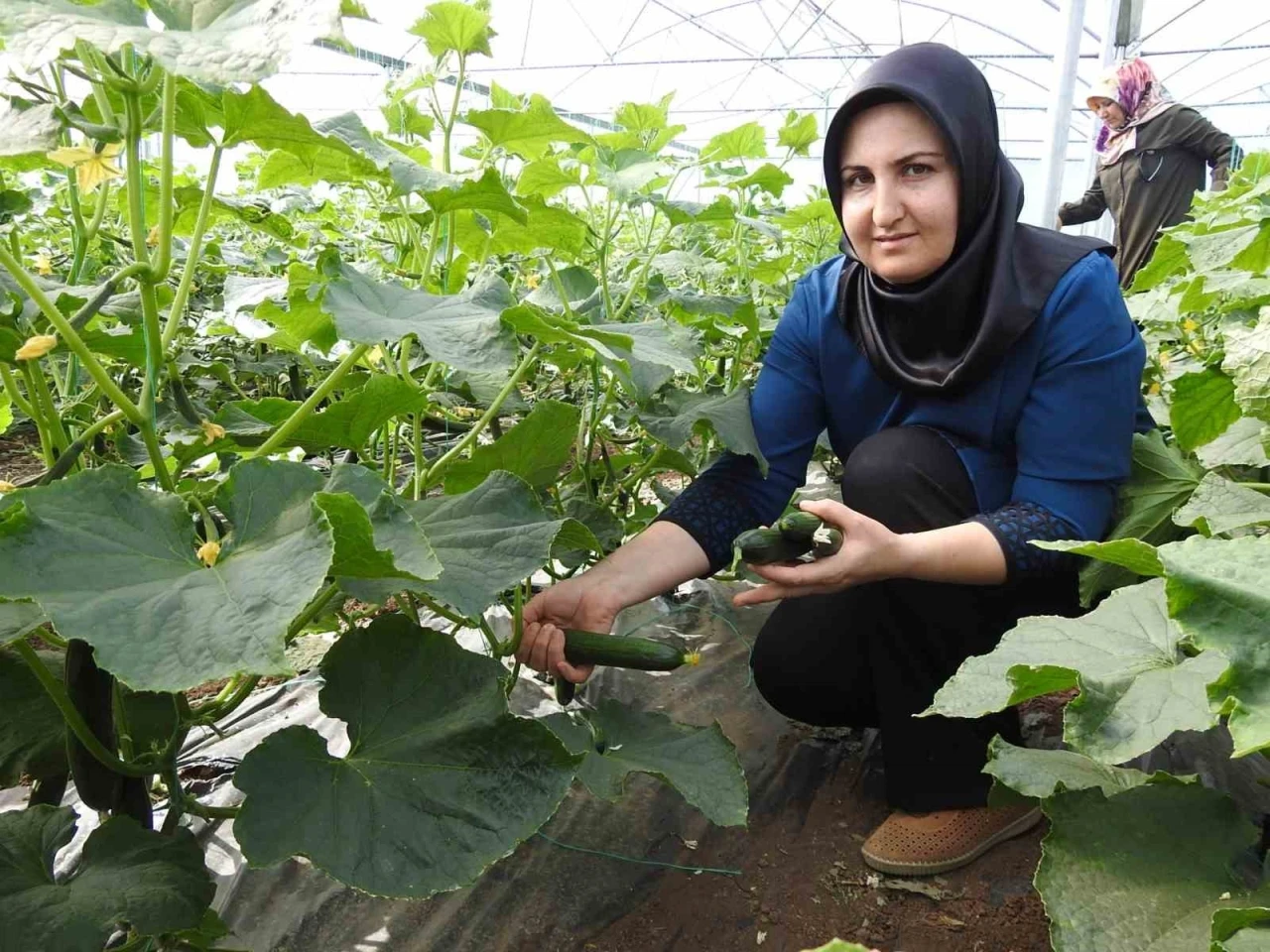 Seracı kadınlar günlük 500 kilo ürün alıyor
