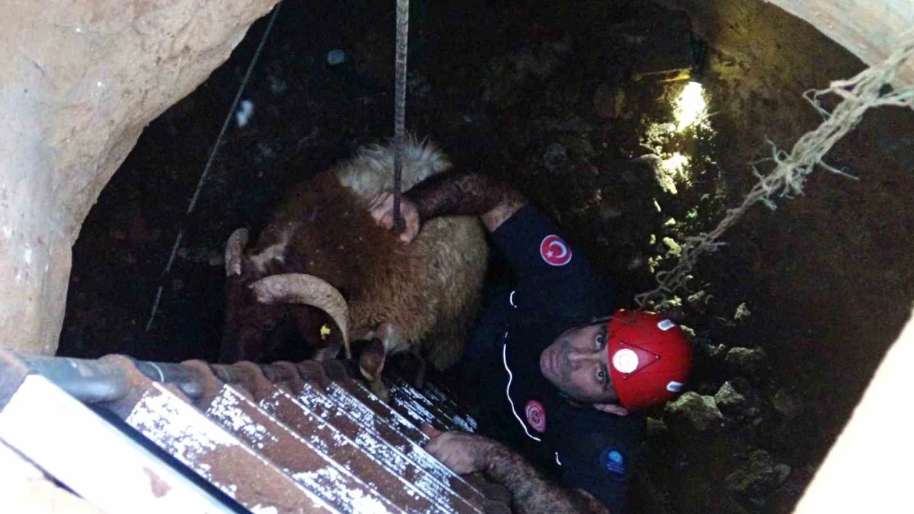 Seslerini k&uuml;&ccedil;&uuml;k &ccedil;ocuk duydu, &ccedil;alındı sanılan 2 koyun d&uuml;şt&uuml;kleri 5 metrelik kuyudan kurtarıldı

