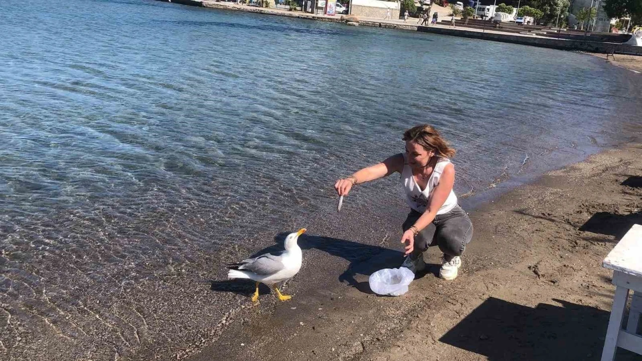 Sevimli martı Kumluk Plajı’nın maskotu oldu
