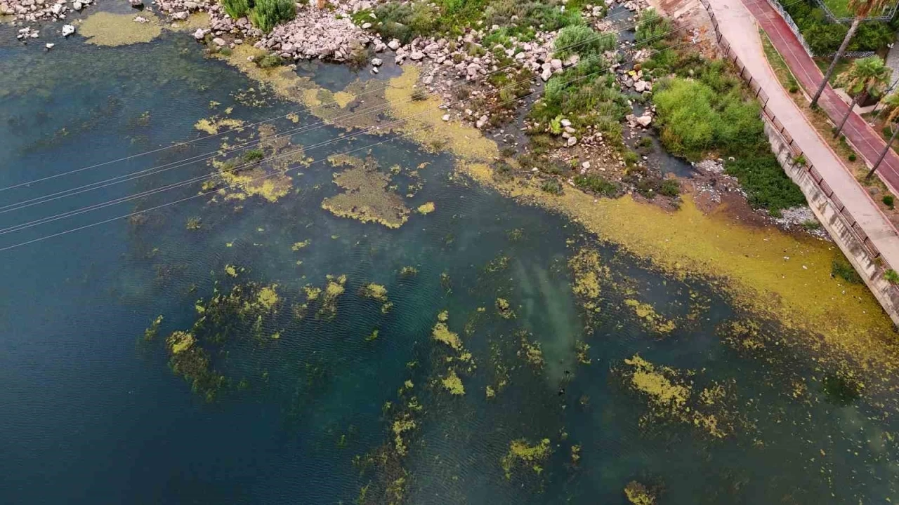 Seyhan Nehri yosun akınına uğradı, çöplerle doldu
