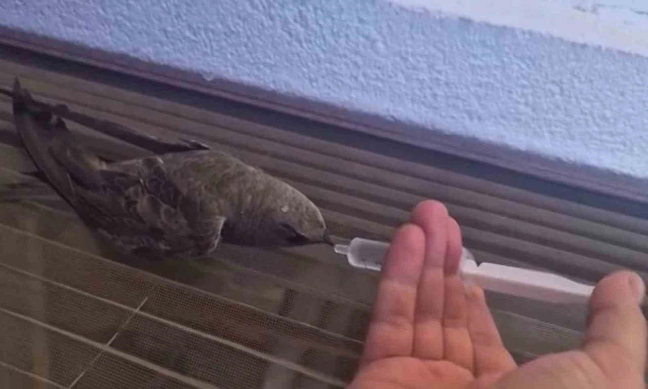 Sıcaktan bitkin d&uuml;şen ebabil kuşu, su ile yeniden hayata tutundu
