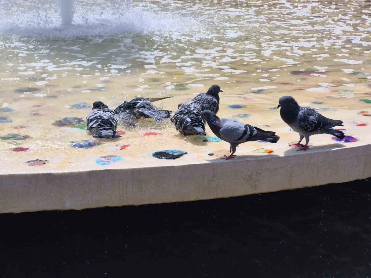 Sıcaktan bunalan güvercinler süs havuzunda serinledi