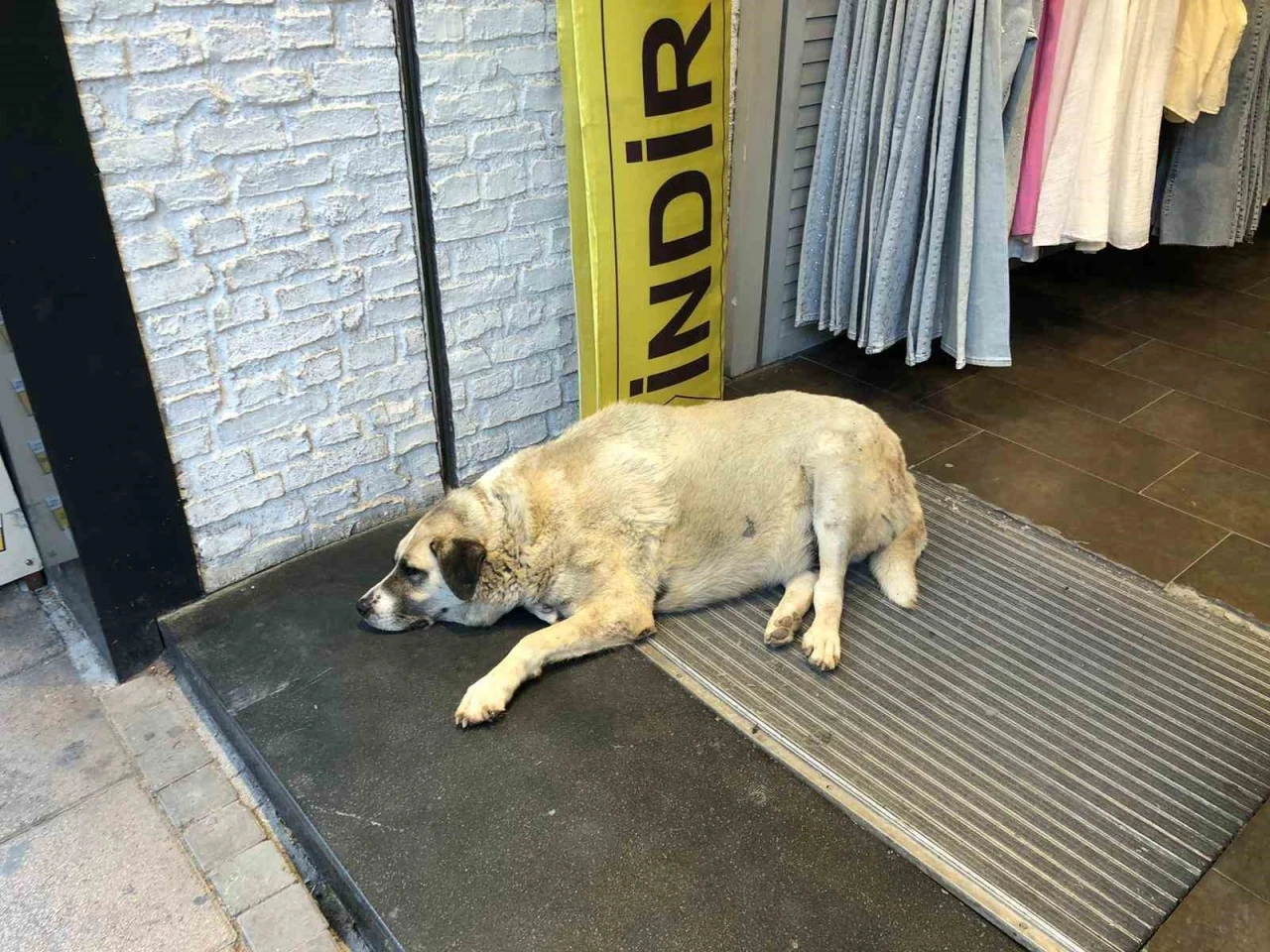 Sıcaktan bunalan köpek çareyi klimanın altına yatmakla buldu
