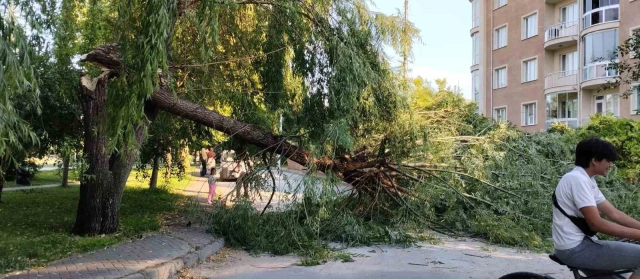 Şiddetli r&uuml;zgar parktaki ağacı devirdi
