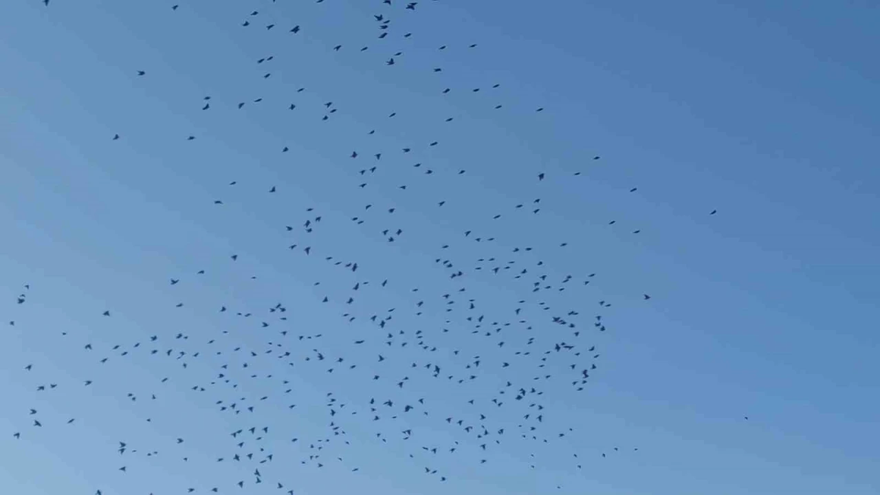 Sığırcık kuşlarının gökyüzündeki dansı mest etti
