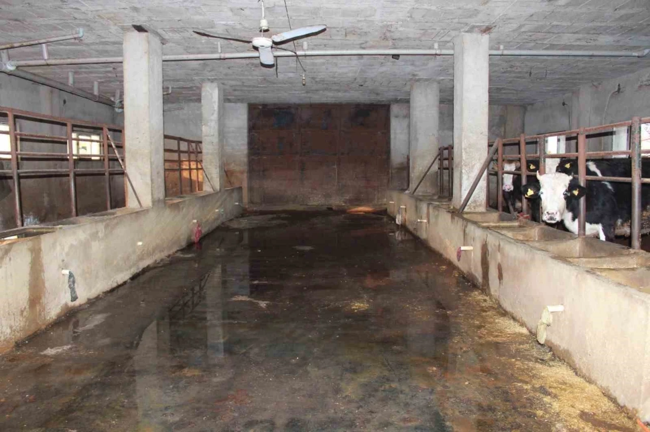 Siirt&rsquo;te 3 bu&ccedil;uk ayda 54 b&uuml;y&uuml;kbaş hayvanı telef olan besicinin zararı 8 milyon lirayı buldu
