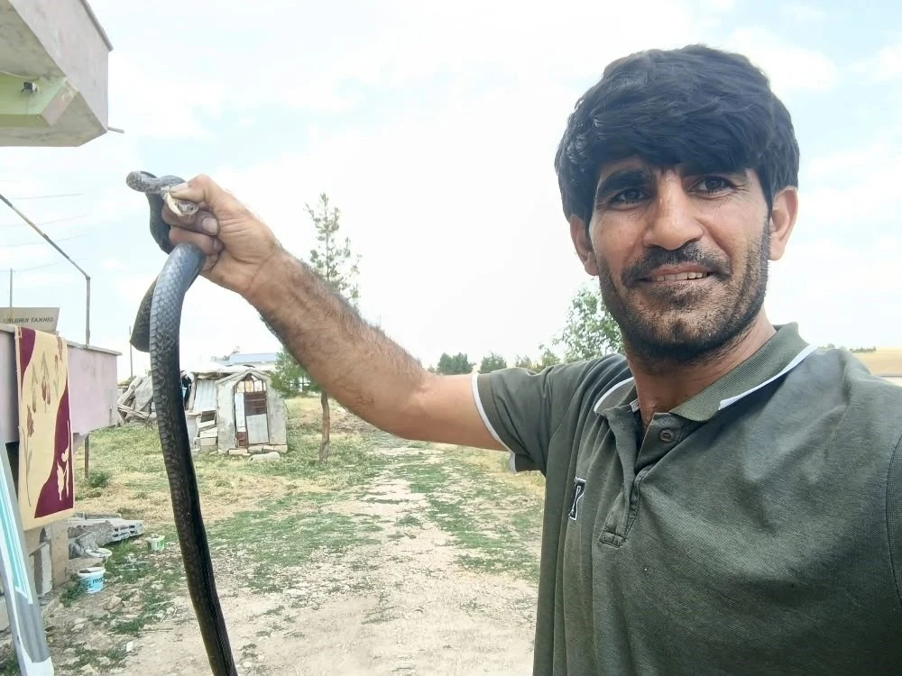 Siirt&rsquo;te evine giren yılanı eliyle yakaladı
