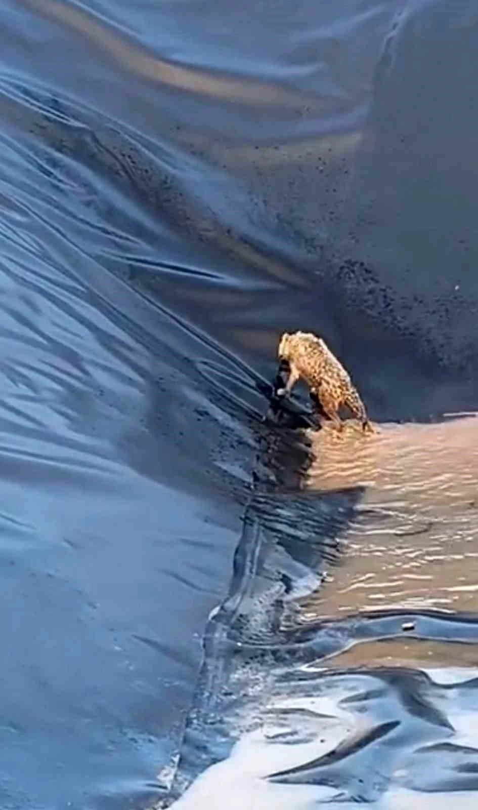 Siirt&rsquo;te kurt boş havuza d&uuml;şt&uuml;
