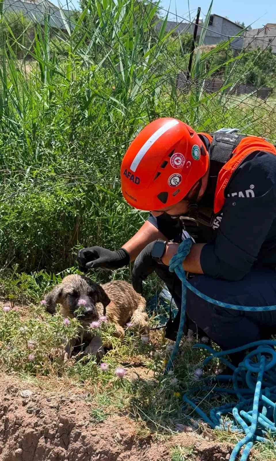 Siirt&rsquo;te kuyuya d&uuml;şen k&ouml;pek kurtarıldı
