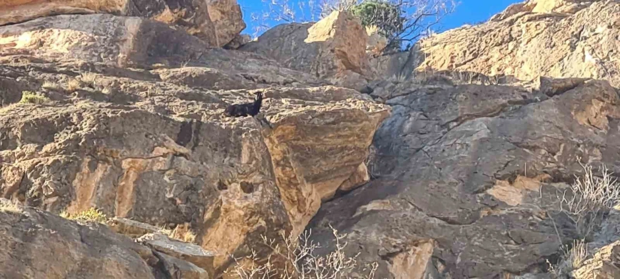 Siirt’te mahsur kalan keçi kurtarıldı