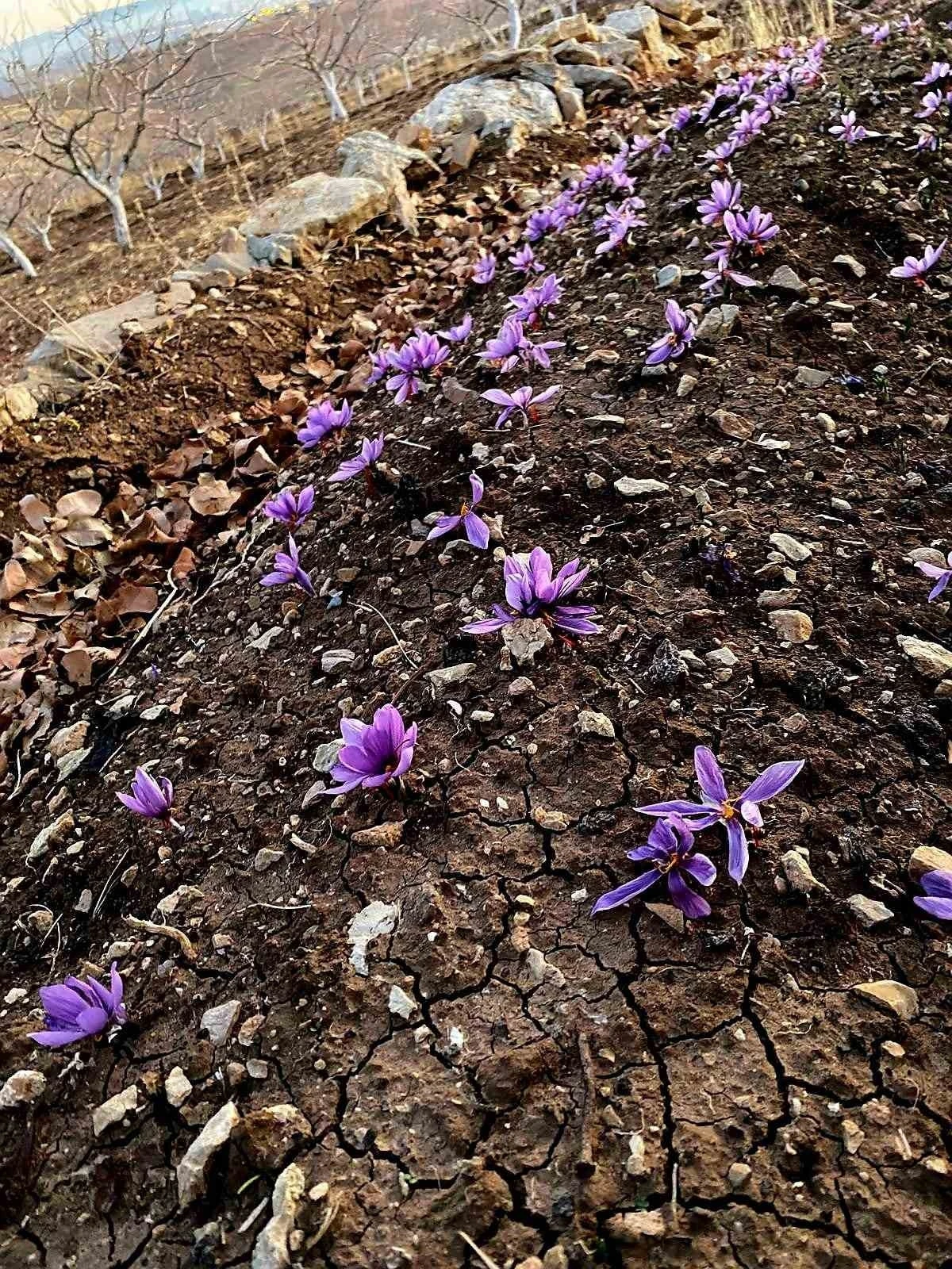Siirt’te safran üretiminde ilk başarılı uygulama gerçekleştirildi

