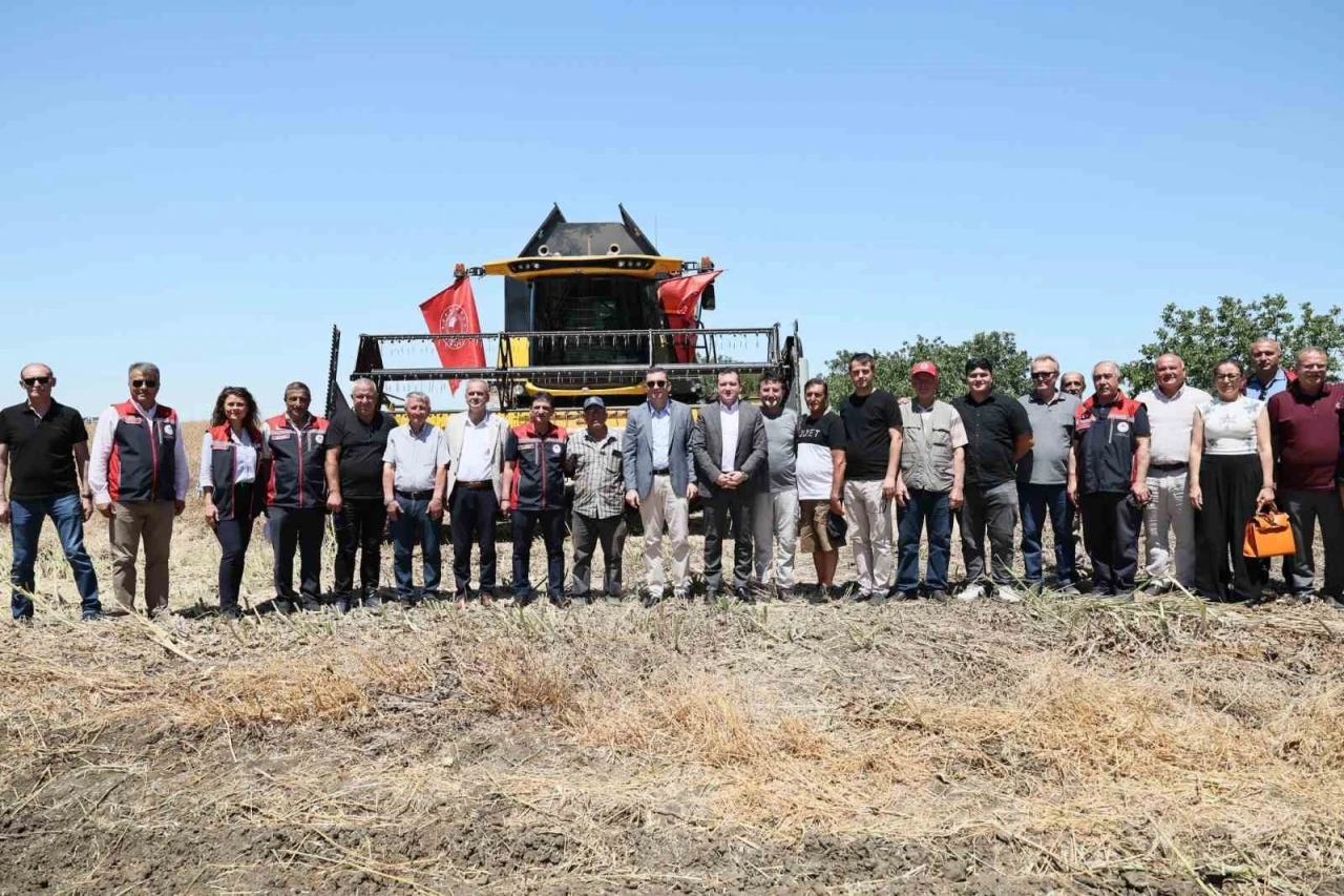 Silivri’de konala ve buğday hasadı başladı
