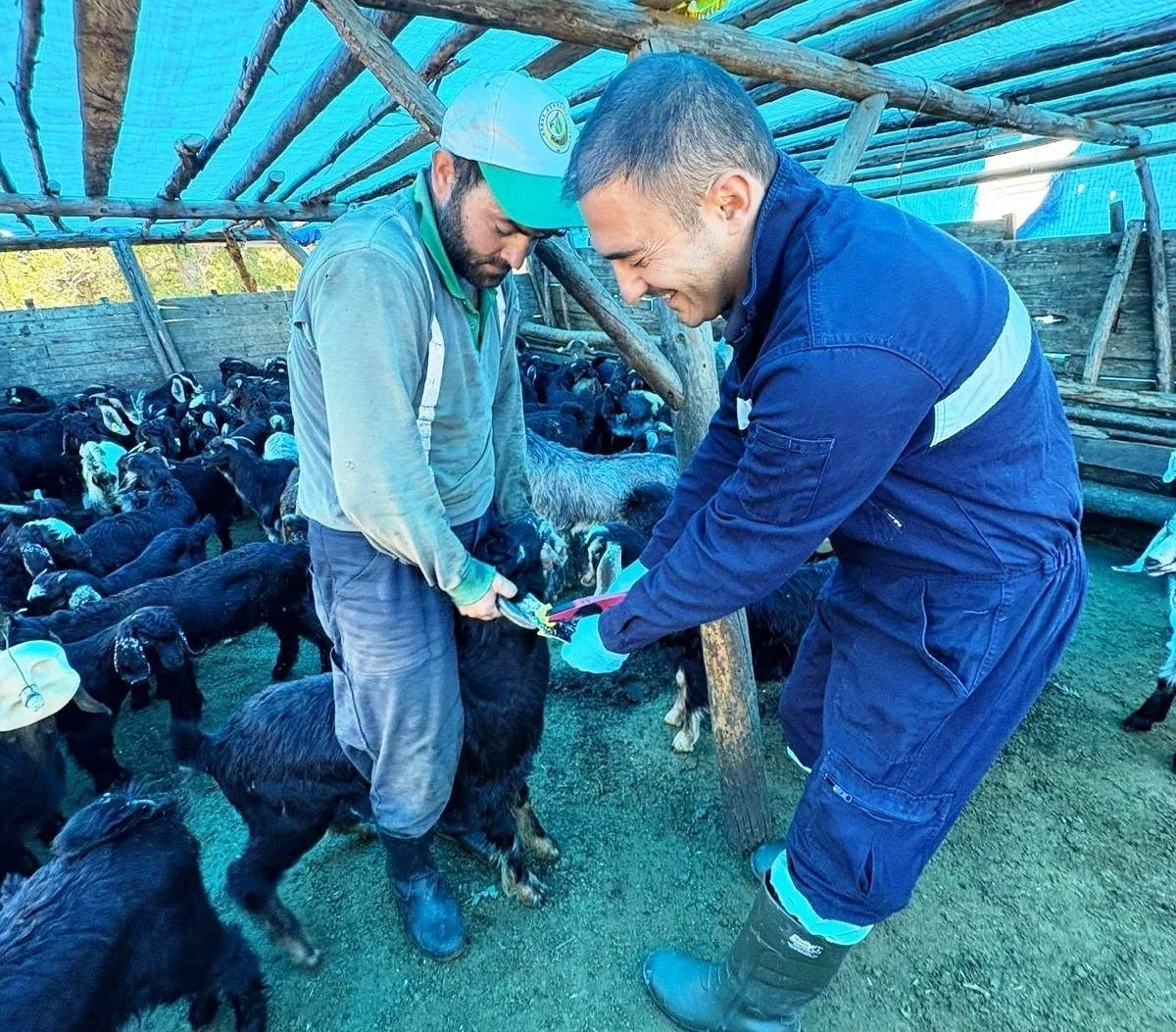 Simav&rsquo;da k&uuml;&ccedil;&uuml;kbaş hayvanlara aşılama ve k&uuml;peleme &ccedil;alışması
