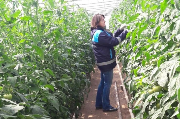 Simav&rsquo;da &ouml;rt&uuml;altı tarım alanlarında s&uuml;rvey &ccedil;alışmaları
