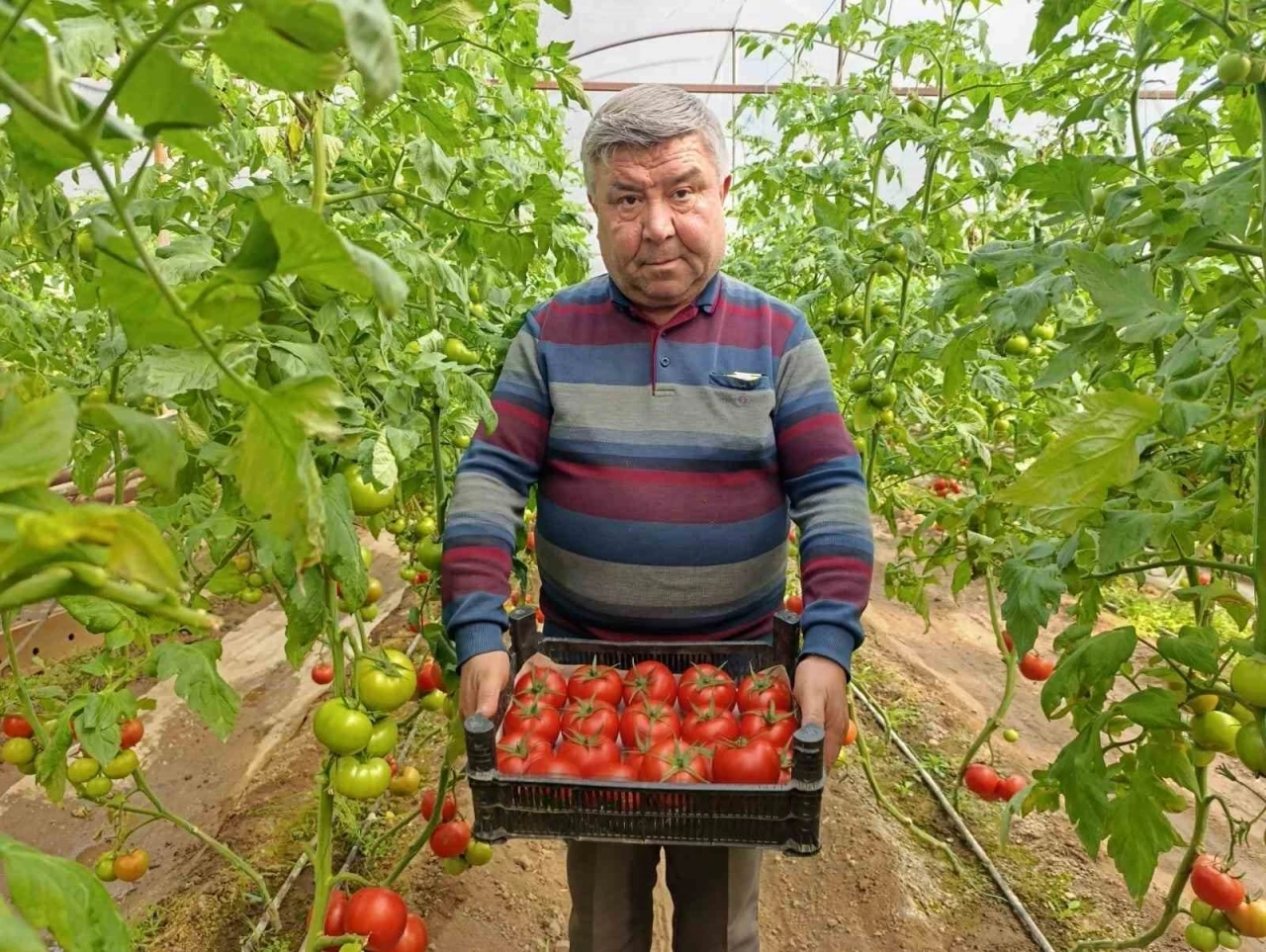Simav&rsquo;da yetişen &rsquo;coğrafi işaretli&rsquo; Eynal domatesi pazarlarda ilgi g&ouml;r&uuml;yor
