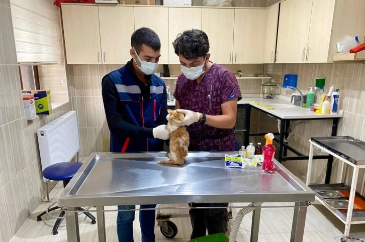 Sincan&rsquo;da sokak hayvanları i&ccedil;in 78 besleme noktası
