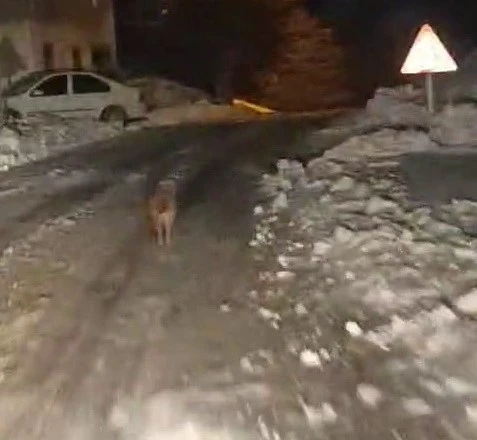 Sincik&rsquo;te kurt k&ouml;y merkezine indi
