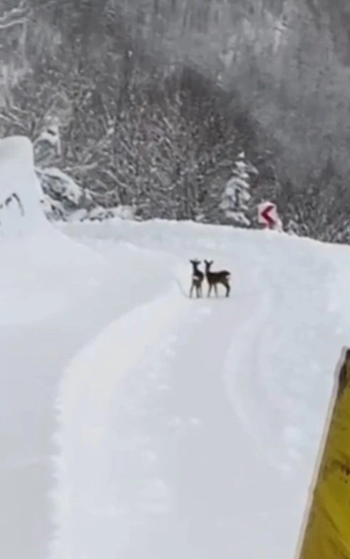 Sinop İl &Ouml;zel İdaresi ekipleri, karın tadını &ccedil;ıkaran karacalarla karşılaştı
