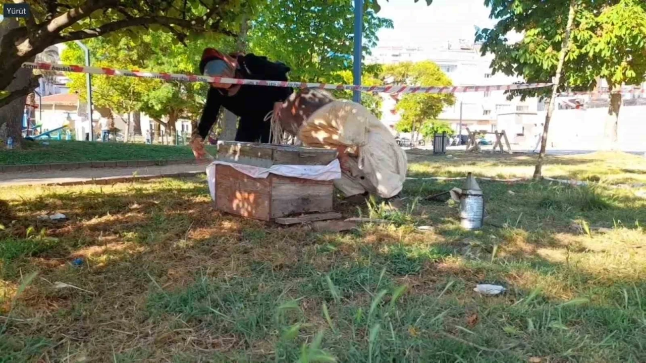 Sinop kent merkezinde arılar ağaca oğul verdi
