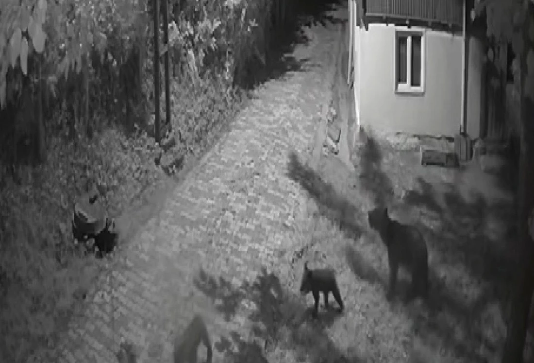 Sinop’ta anne ayı ve yavrularının dut yeme anları kamerada
