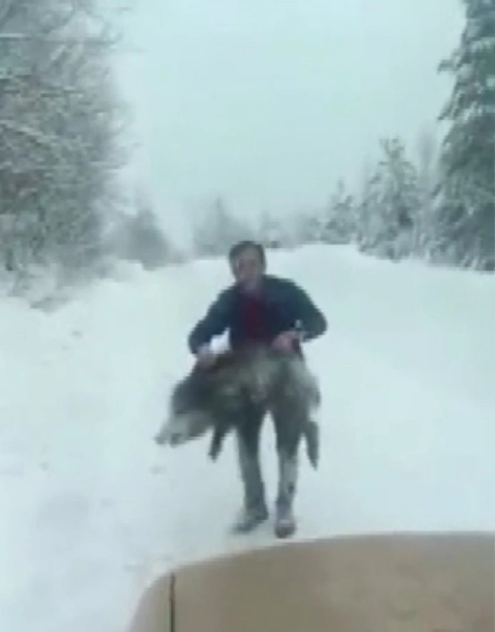 Sinop&rsquo;ta bir vatandaş yaban domuzu s&uuml;r&uuml;s&uuml;ne dalıp eliyle yakaladı
