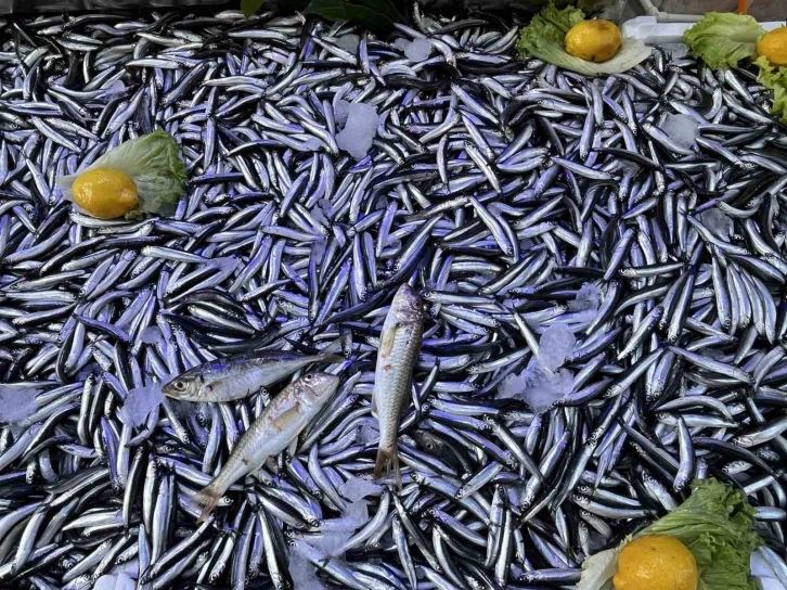 Sinop&rsquo;ta hamsi bereketi: Kilosu 50 lira
