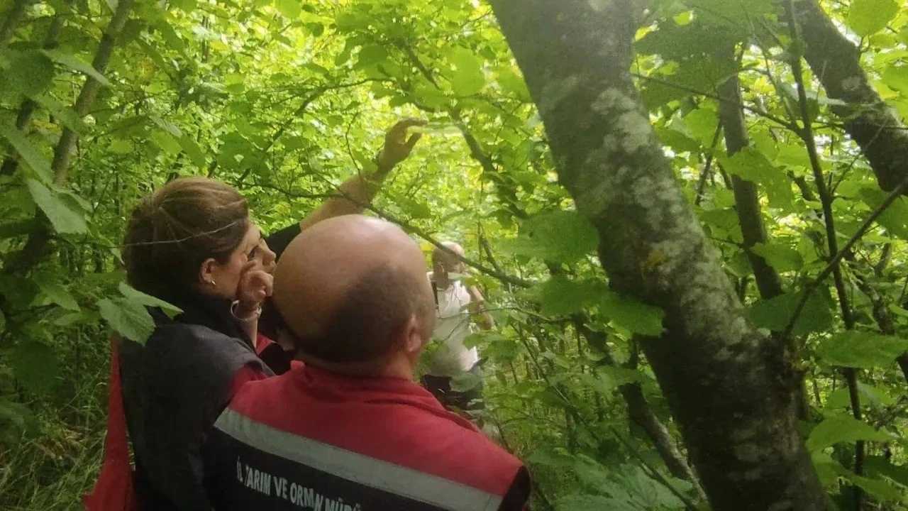 Sinop&rsquo;ta kahverengi kokarcayla biyolojik m&uuml;cadele
