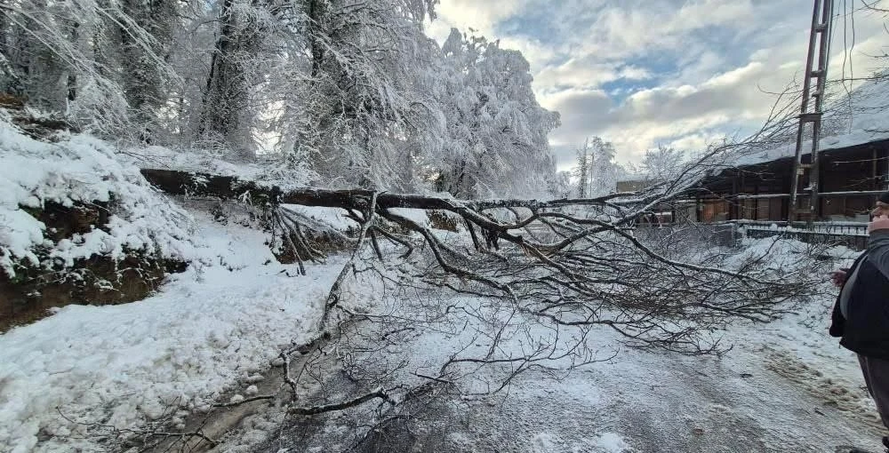 Sinop&rsquo;ta kara yolunda ağa&ccedil; devrildi
