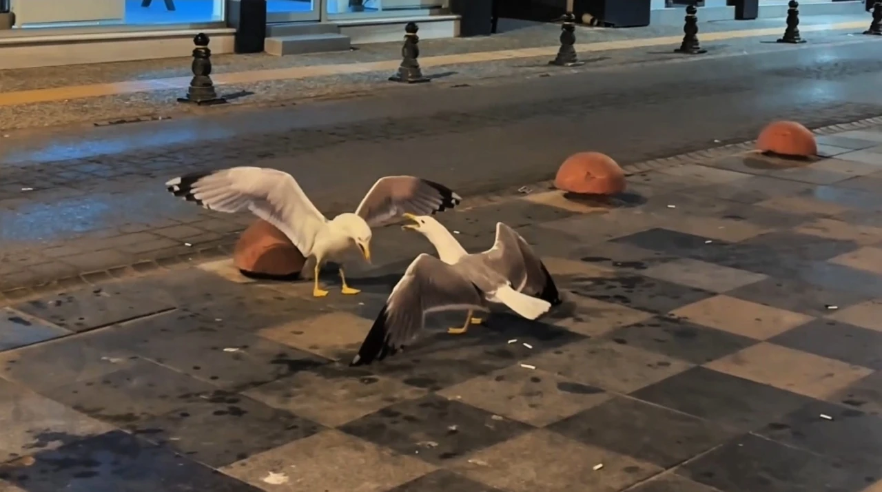 Sinop’ta martıların kavga anı kamerada
