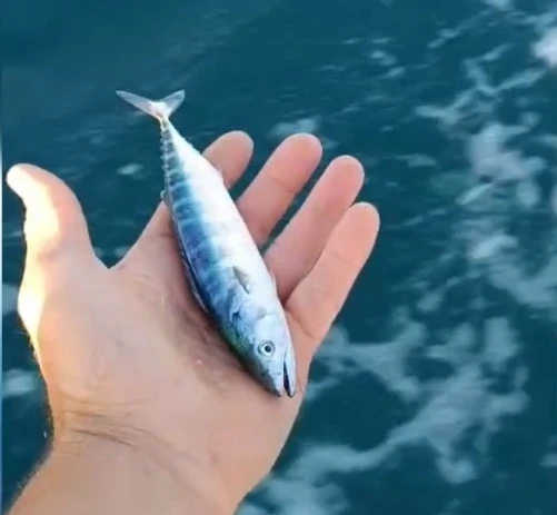Sinop&rsquo;ta sezonun uğuru yakalandı
