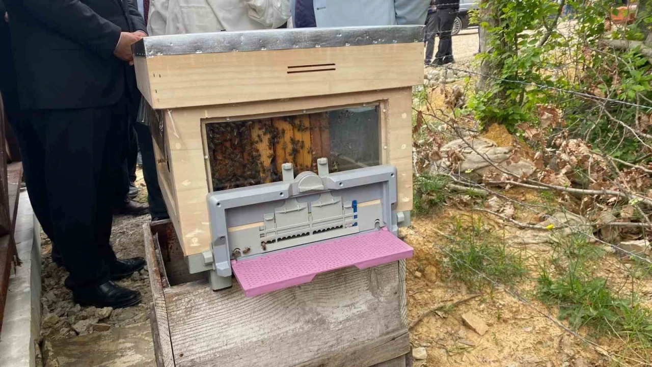 Sinop&rsquo;ta T&uuml;rkiye&rsquo;nin 913&rsquo;&uuml;nc&uuml; bal ormanı hizmete a&ccedil;ıldı
