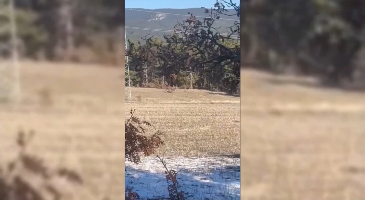 Sinop&rsquo;ta yaban hayatı objektiflere yansıdı
