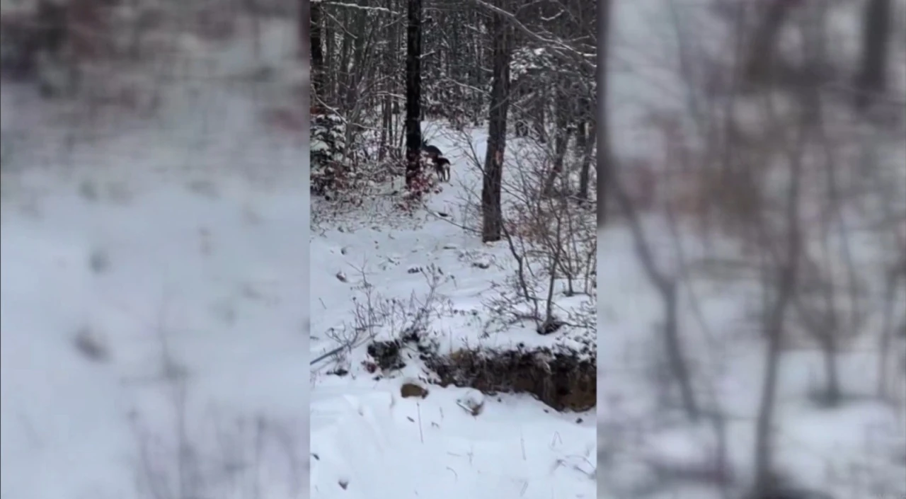 Sinop&rsquo;ta yiyecek arayan karacalar kameralara yansıdı
