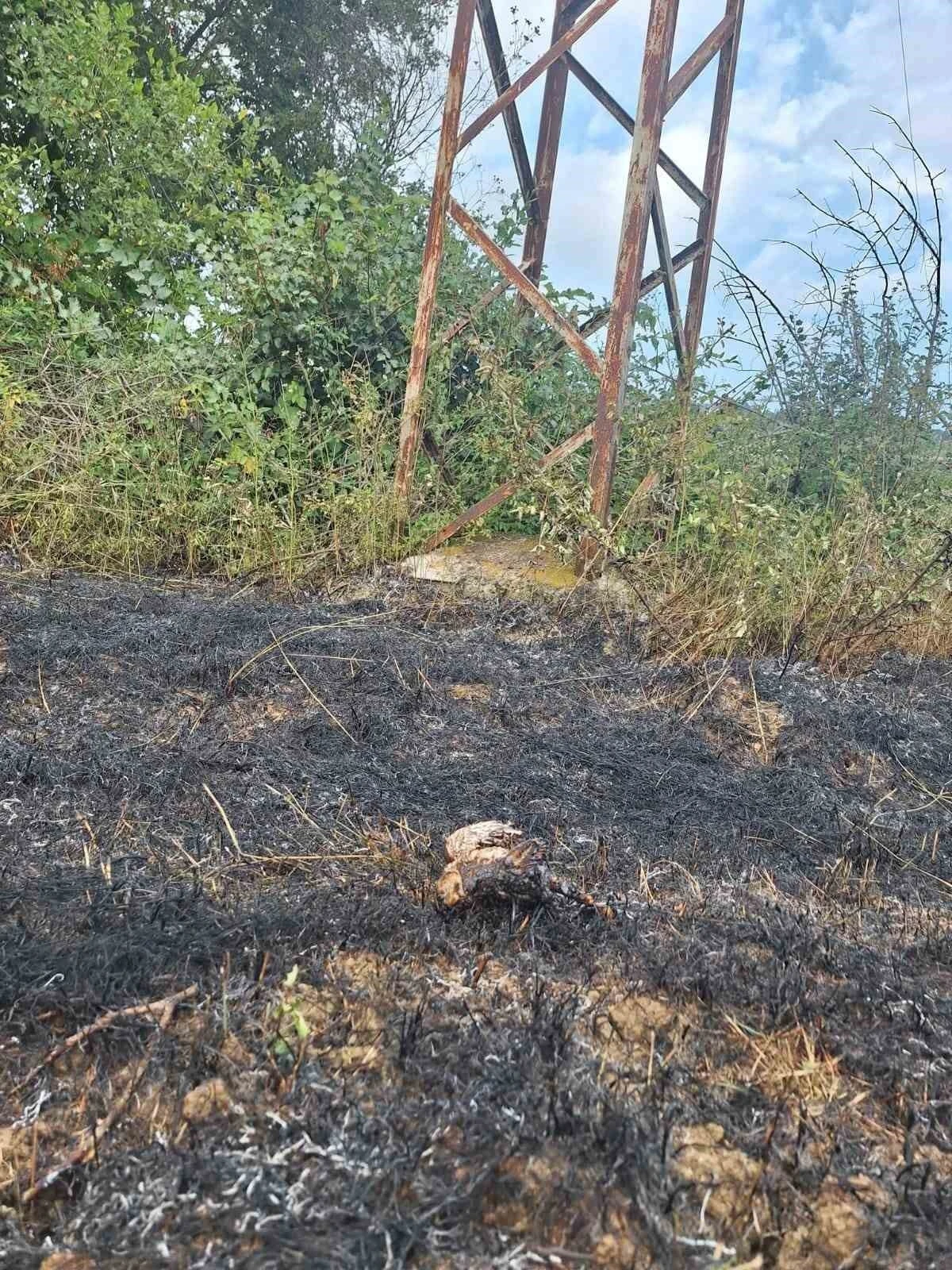 Sinop’ta yüksek gerilim hattına konan kuş yangına neden oldu

