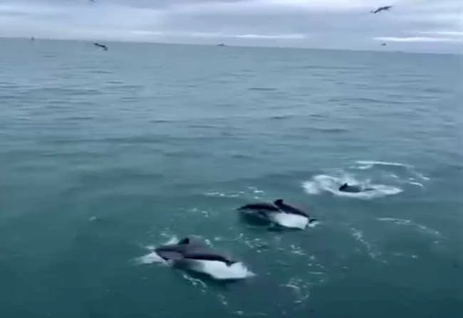 Sinop&rsquo;ta yunusların balık&ccedil;ı teknesiyle dansı kamerada

