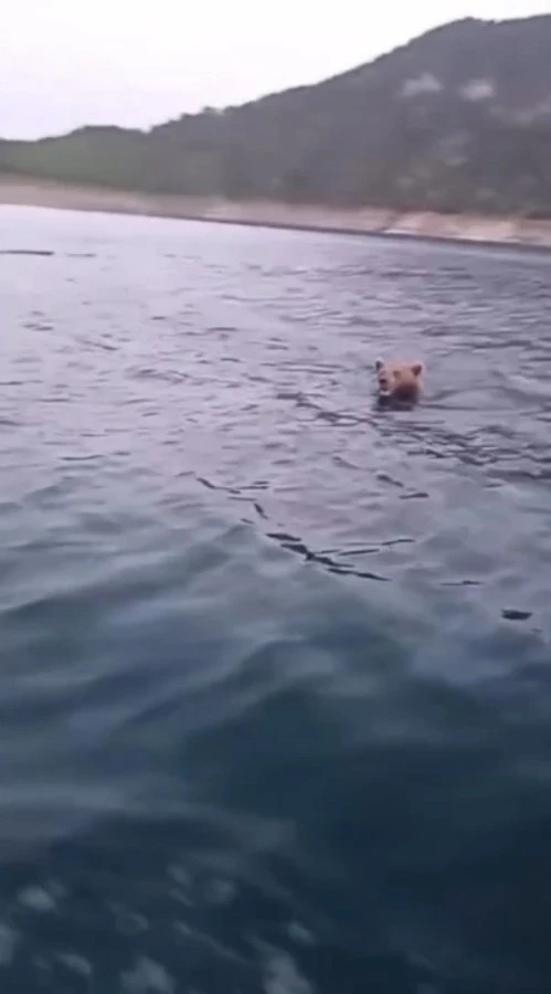 Sinop’ta yüzen ayı kameralara yansıdı
