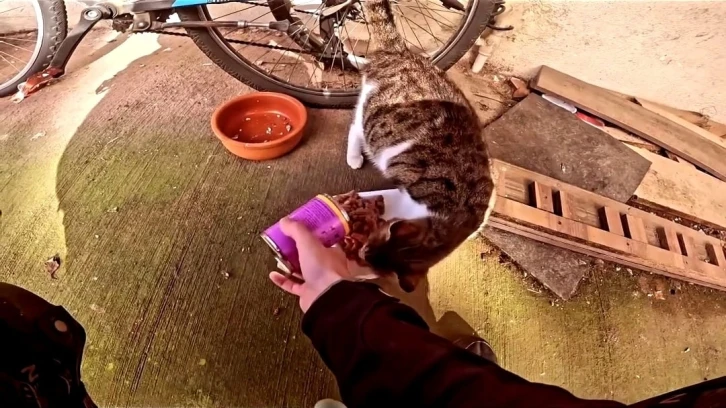 Sipariş üzerine hamile kediye mama götürdü, o anlar kamerada
