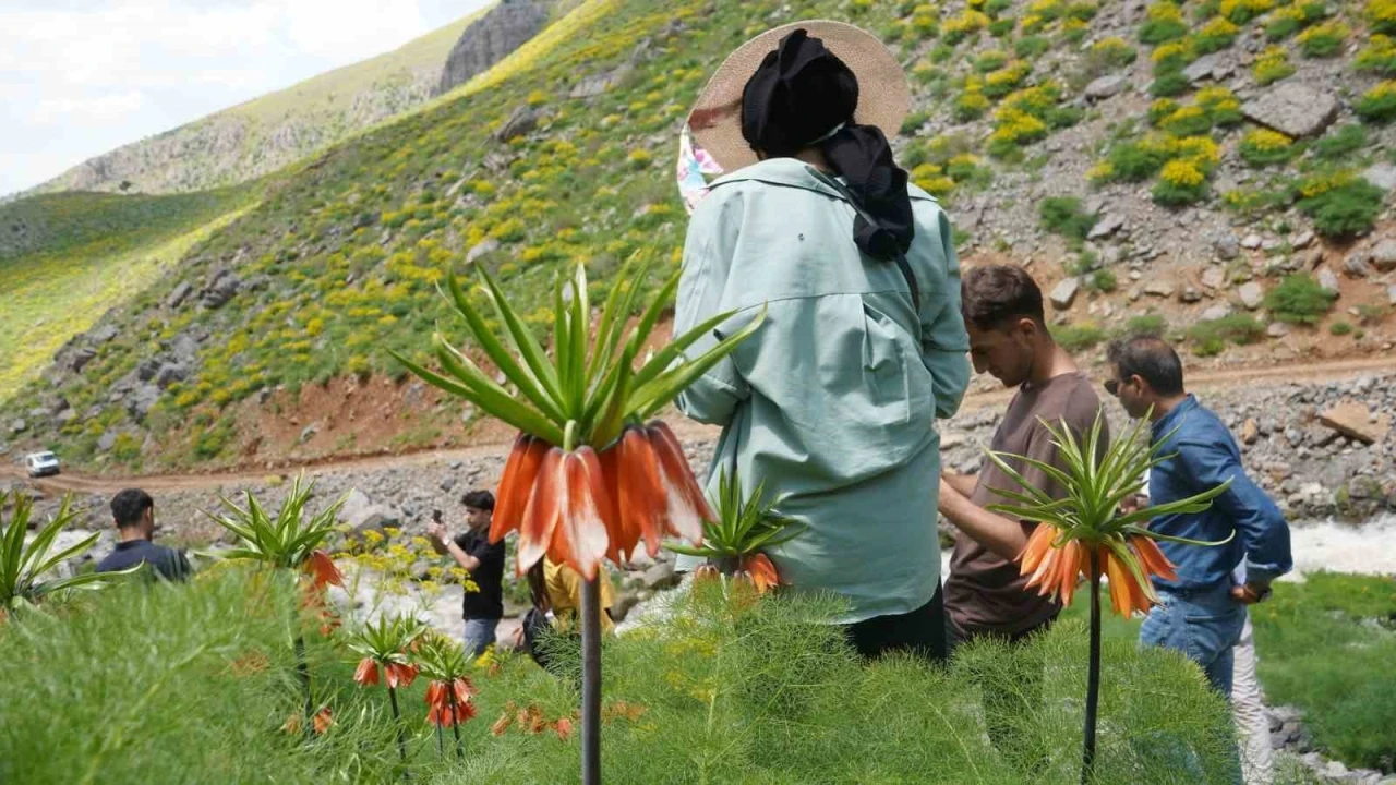 Şırnak&rsquo;ın saklı cennetinde ters laleler mest etti
